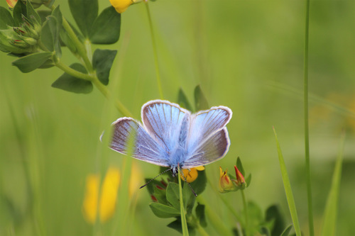 Fauna Val di Pejo