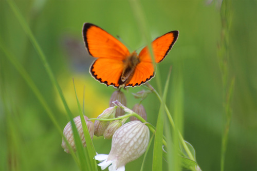 Fauna Val di Pejo