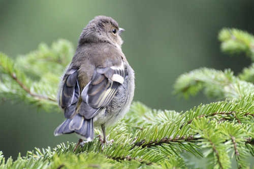 Fauna Val di Pejo