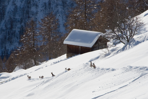 Fauna nel Parco Nazionale dello Stelvio